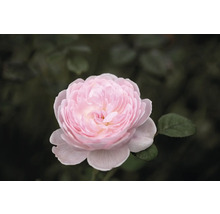 Närbild på en fylld rosa ros med många kronblad i trädgården.