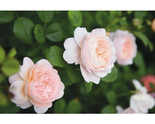 Ljusrosa rosor med täta kronblad bland gröna blad.