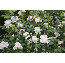 Rosenbuske med många ljusrosa blommor och gröna blad.