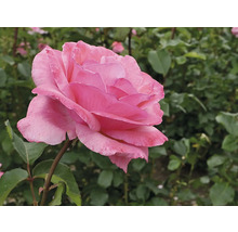 Rosa ros i full blom.