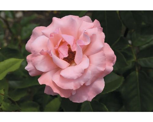 Blommande rosa ros med gröna blad.