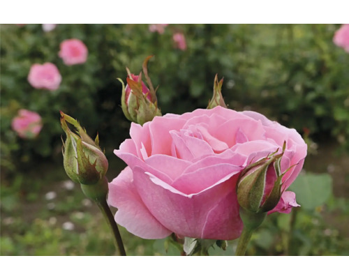 Blommande rosa ros med flera stängda knoppar.