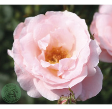 Ljusrosa ros i full blom med vattendroppar på kronbladen. Buddes Planteskole Logo.