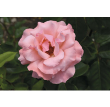 Blommande rosa ros med gröna blad.