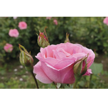 Blommande rosa ros med flera stängda knoppar.