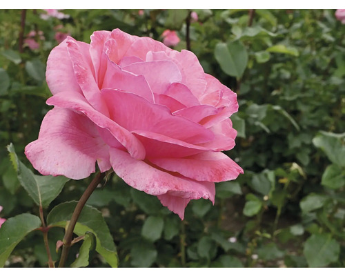 Rosa ros i full blom.