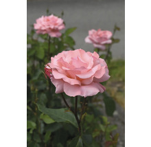 Rosa ros i full blom med gröna blad.