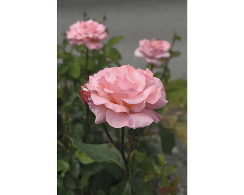 Rosa ros i full blom med gröna blad.