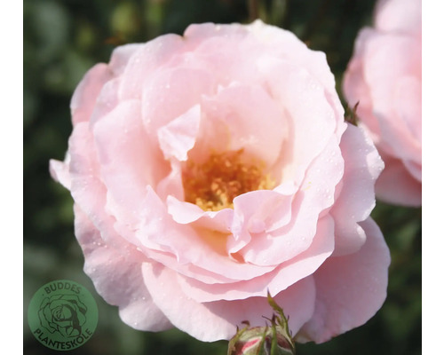 Ros OMNIA GARDEN Rosa 'Queen Elisabeth' (Grandiflora-Gruppen) 10-pack Ljusrosa ros i full blom med vattendroppar på kronbladen. Buddes Planteskole Logo.