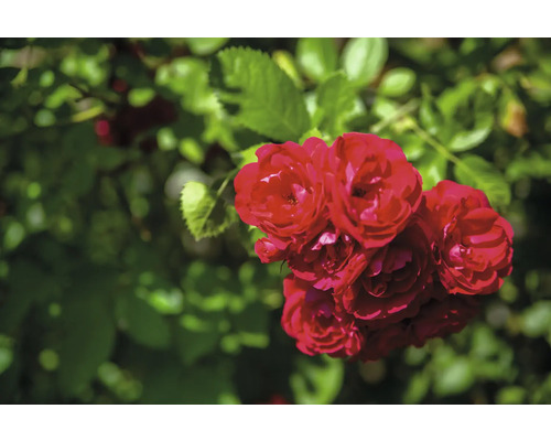 Buskros med röda blommor och gröna blad.