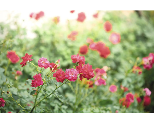 Blommande röda rosor på en rosenbuske i trädgården.