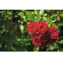 Buskros med röda blommor och gröna blad.