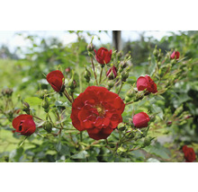 Röd ros med en utslagen blomma och flera knoppar på gröna grenar.