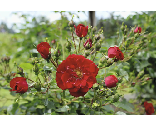 Röd ros med en utslagen blomma och flera knoppar på gröna grenar.