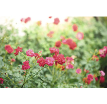 Blommande röda rosor på en rosenbuske i trädgården.