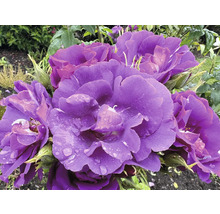 Lila rosor med vattendroppar på kronbladen och gröna blad.