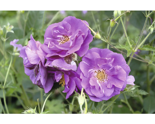 Närbild på lila rosor med gul mitt i en trädgård.