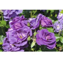 Lila rosor i full blom med gröna knoppar och blad.