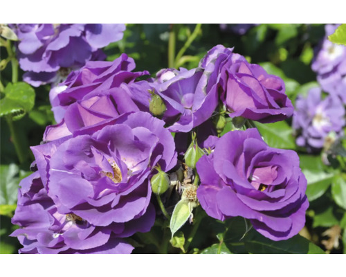 Lila rosor i full blom med gröna knoppar och blad.