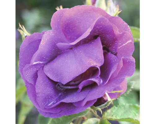 Närbild av en lila ros med vattendroppar på kronbladen.