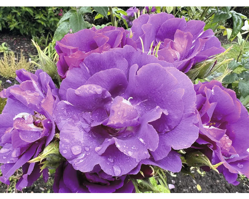 Lila rosor med vattendroppar på kronbladen och gröna blad.