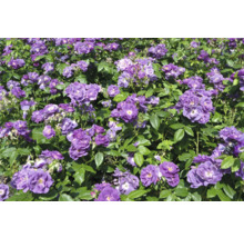 Tät rabatt med blommande lila rosor och gröna blad i en trädgård.