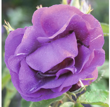 Närbild av en lila ros med vattendroppar på kronbladen.