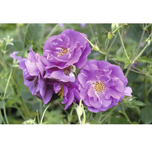 Närbild på lila rosor med gul mitt i en trädgård.