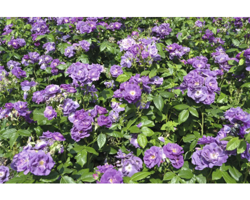 Tät rabatt med blommande lila rosor och gröna blad i en trädgård.