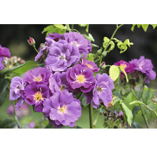 Buskros eller klätterros med lila blommor, gul mitt och gröna blad.