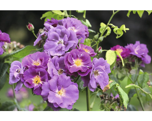 Buskros eller klätterros med lila blommor, gul mitt och gröna blad.