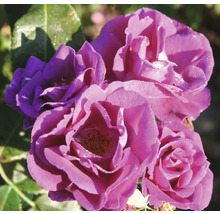 Närbild på blommande lila rabattrosor med gröna blad.