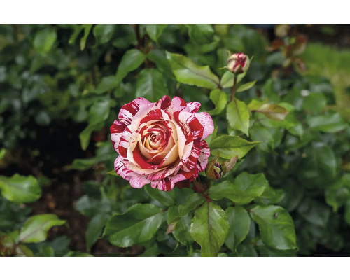 Strimmig ros med röd-vita kronblad och gröna blad i en trädgård.