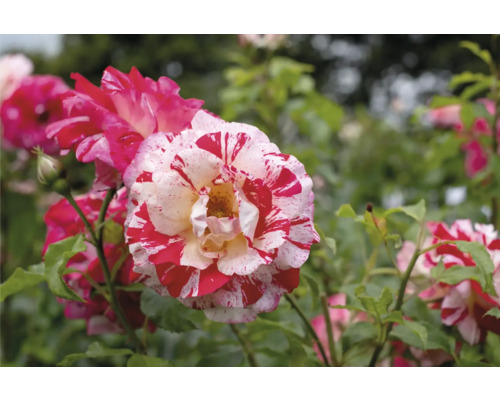 Randig ros i rött och vitt med gröna blad i trädgården.