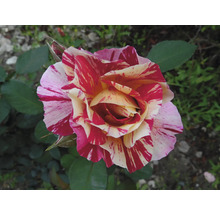 Närbild av en strimmig ros med röd-vita kronblad.