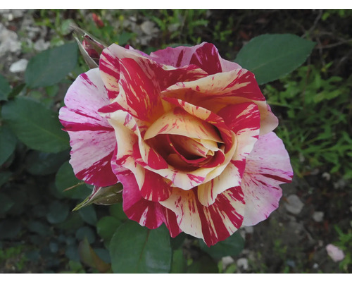 Närbild av en strimmig ros med röd-vita kronblad.