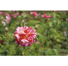 Röd-vit strimmig ros i en trädgård med gröna blad.