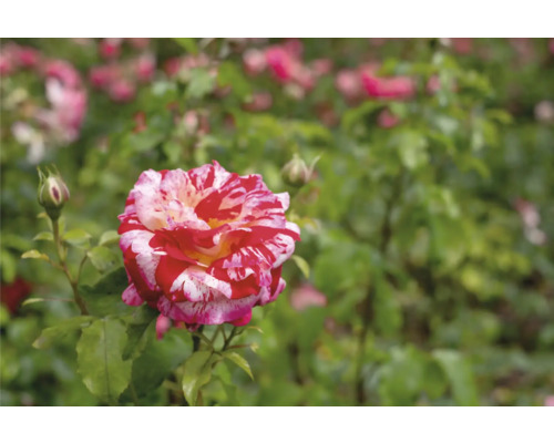 Röd-vit strimmig ros i en trädgård med gröna blad.