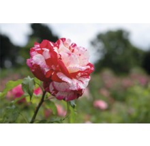 Strimmig ros i rött och vitt, närbild av en blomma i en trädgård.