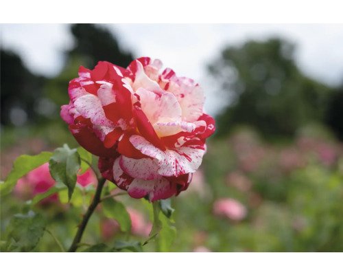 Strimmig ros i rött och vitt, närbild av en blomma i en trädgård.