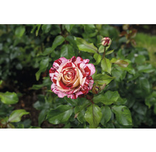 Strimmig ros med röd-vita kronblad och gröna blad i en trädgård.