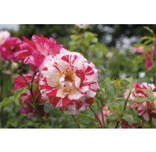 Randig ros i rött och vitt med gröna blad i trädgården.