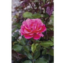 Blommande rosa ros med gröna och mörkröda blad.