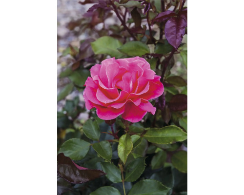Blommande rosa ros med gröna och mörkröda blad.