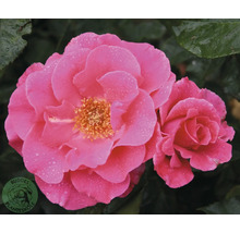 Rosa fylld rosenblomma med vattendroppar och gul mitt mot mörkt bladverk.