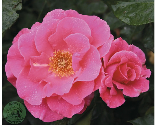 Rosa fylld rosenblomma med vattendroppar och gul mitt mot mörkt bladverk.