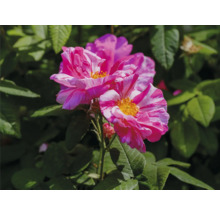 Randig ros i rosa och vitt med gul mitt och gröna blad.