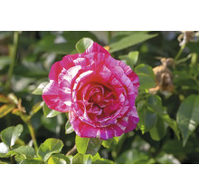 Tvåfärgad ros med rosa och vitstrimmiga kronblad.