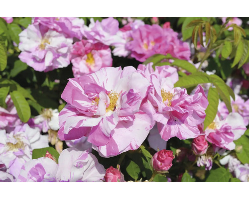 Buskros med rosa-vitstrimmiga blommor, gul mitt och gröna blad.