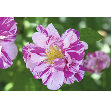 Randig ros med rosa och vita kronblad och gul mitt.